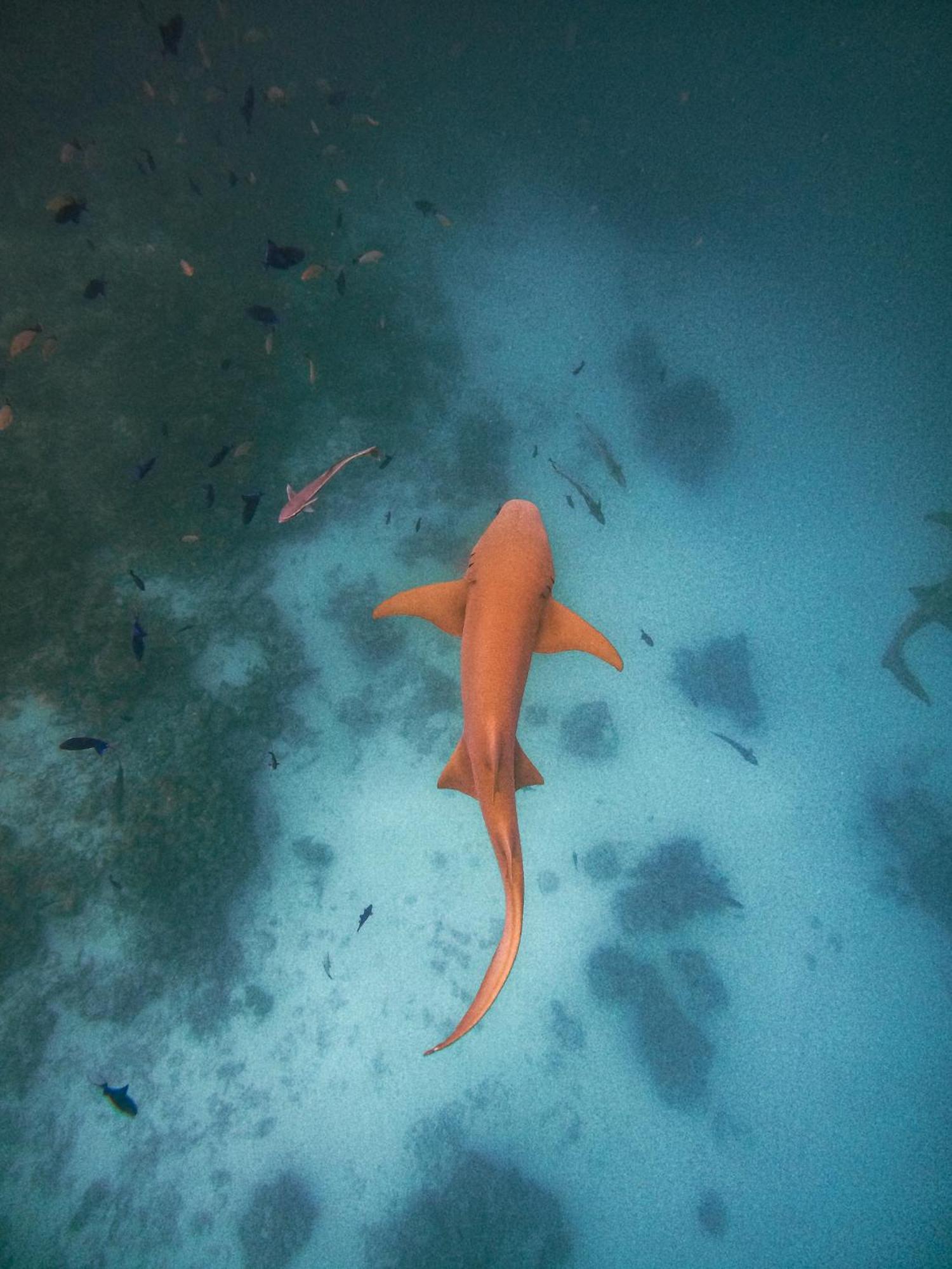 Dhiffushi Inn Exteriér fotografie